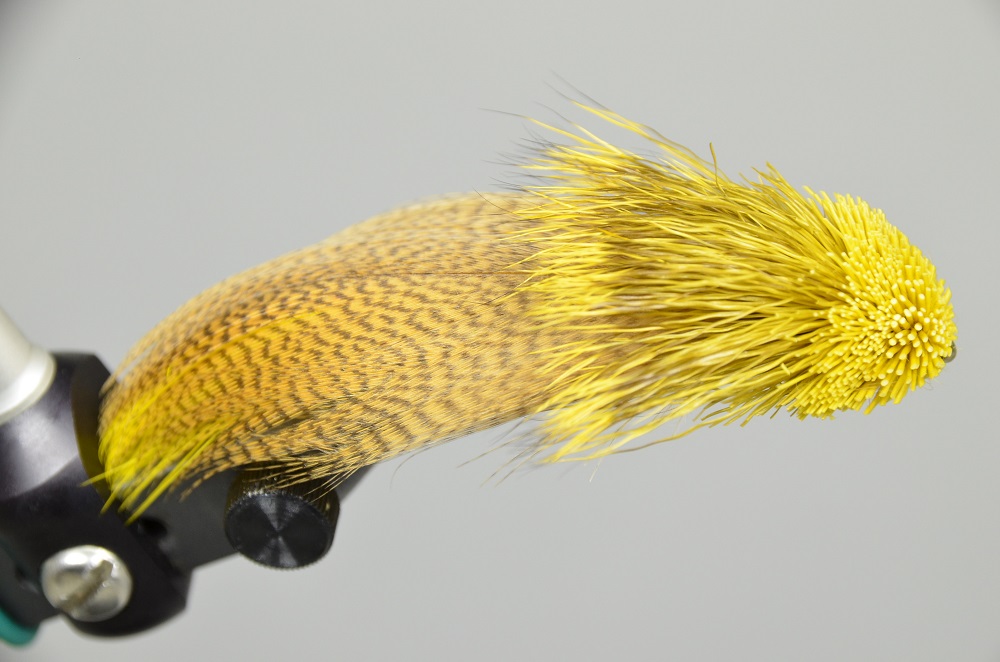 tying the zoo cougar