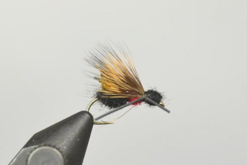 galloup's ant acid fly
