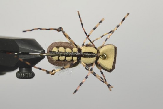 cantaria beetle fly pattern