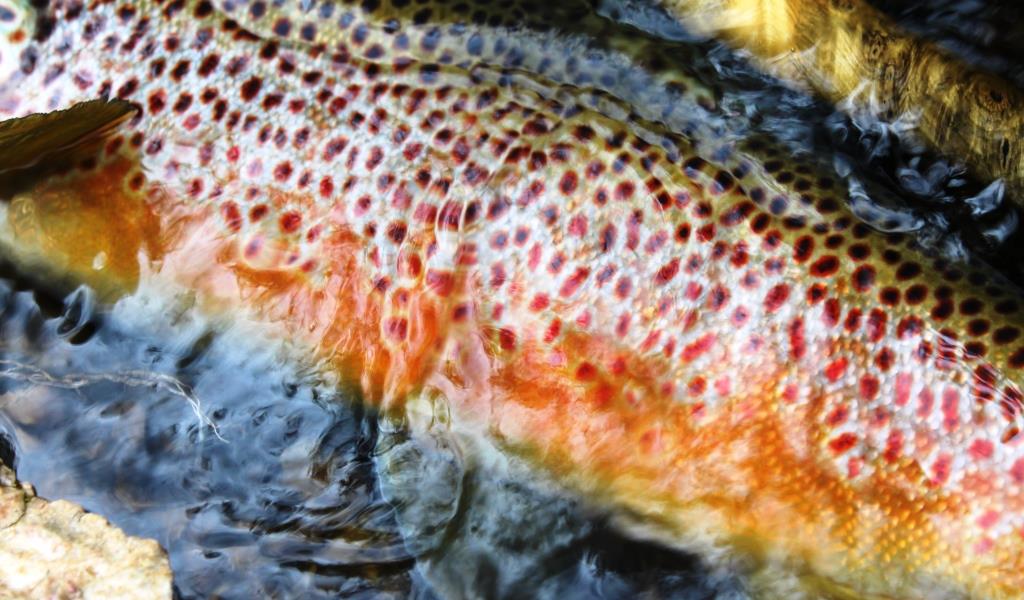 Madison River Fishing Report 12-15-15