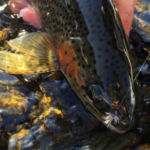 madison river fishing report 1 25 2016