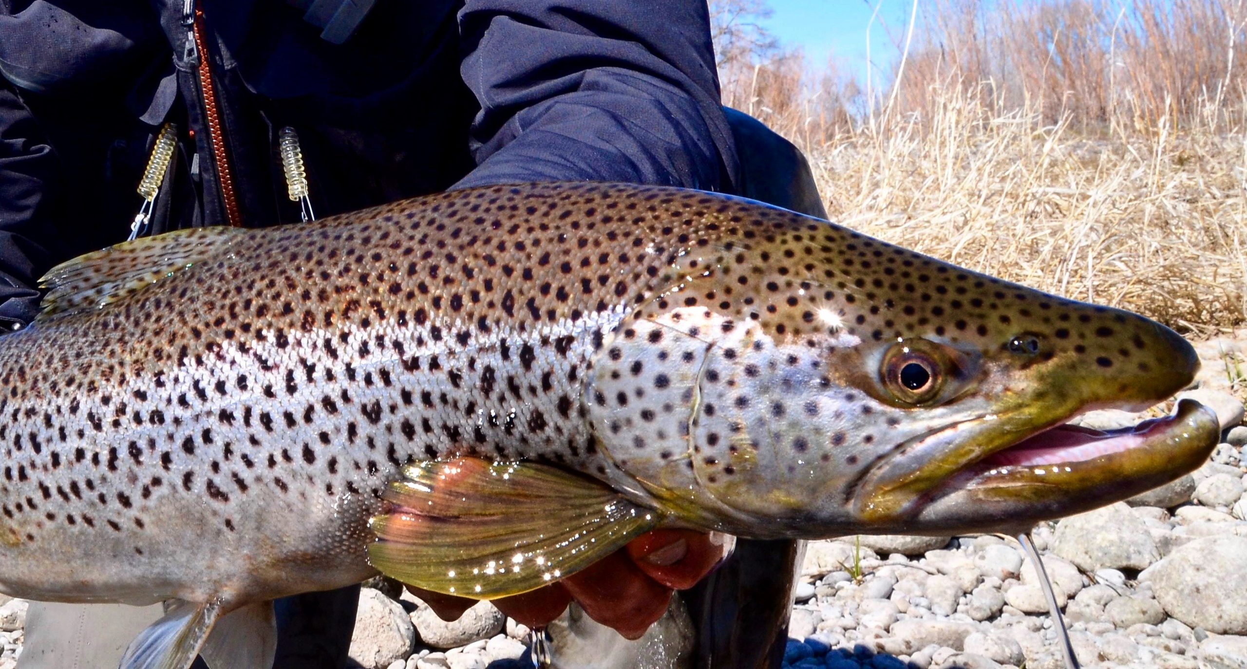 madison river fishing report 3-30-2016