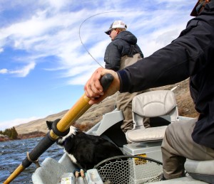 madison river fishing report 5-4-2016
