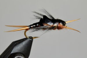 large black stonefly