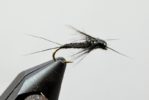 edwards' black stonefly