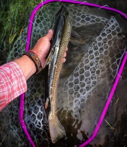 madison river fishing report 6-8-2017