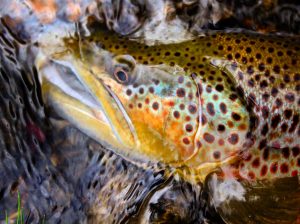 madison river fishing report 9-14-2017