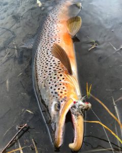 madison river fishing report 11-17-2017