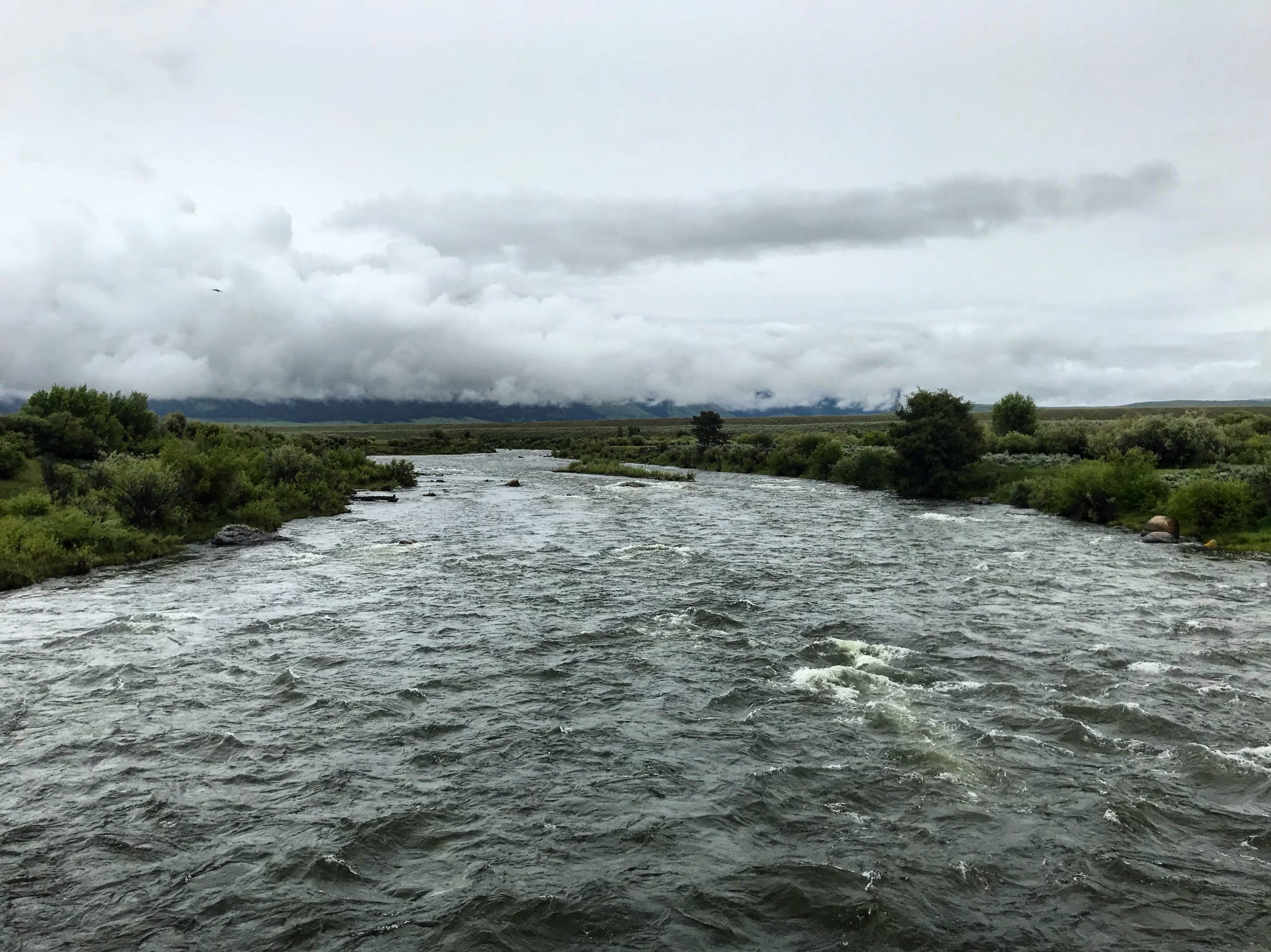 madison river fishing report 6-20-2018