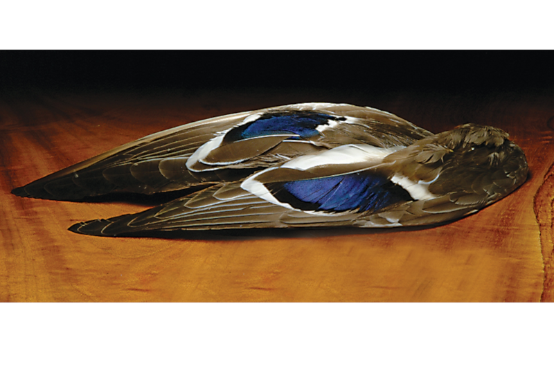 Mallard Natural Whole WingsFly Tying Feathers 