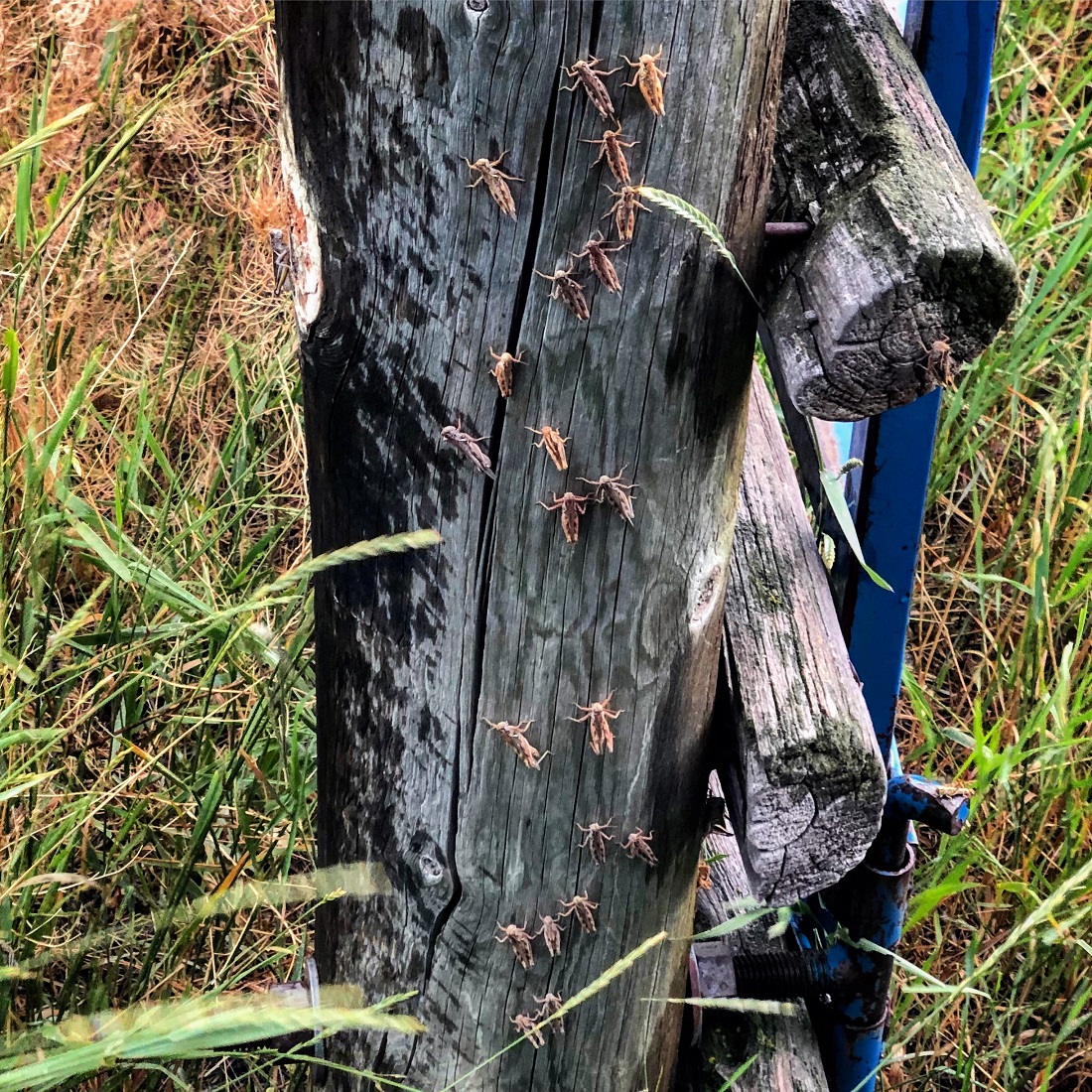 madison river fishing report 8-6-2019