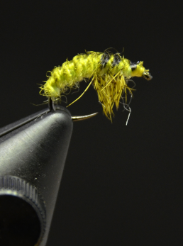 Caddis