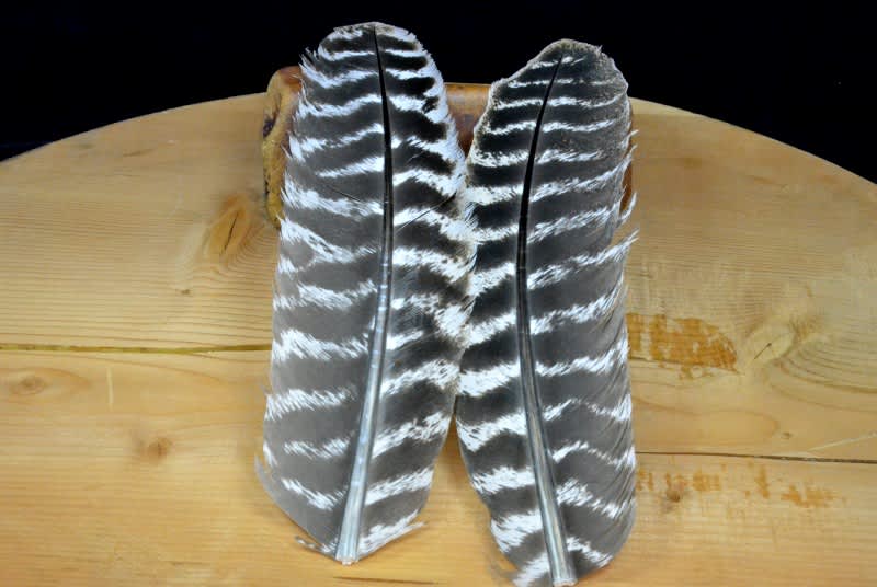 Natural Barred Turkey Feathers