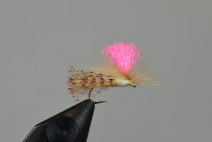 Bloom's Parachute Spruce Moth
