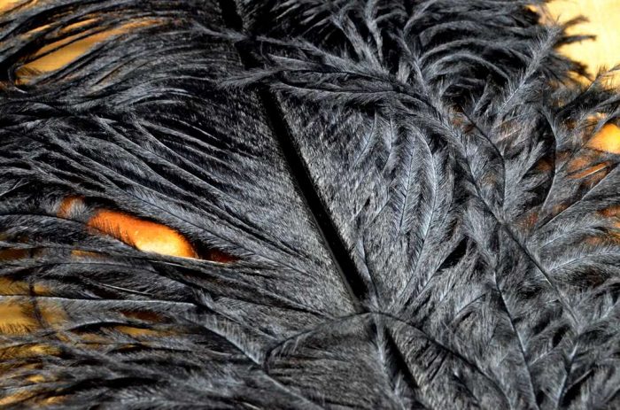 Ostrich Plumes - Image 3