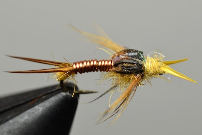 Larimer's Copper Back Yellow Sally