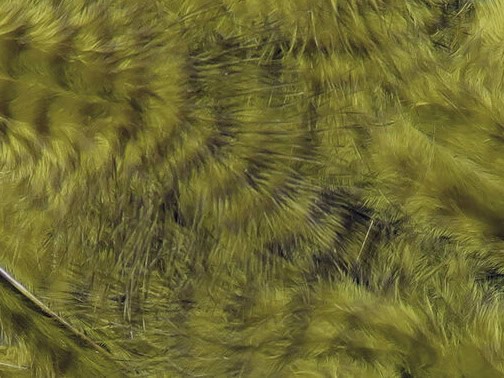 grizzly marabou feathers for fly tying streamers olive