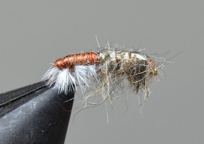Stalcup's Hydropysche Caddis Larva - Image 2