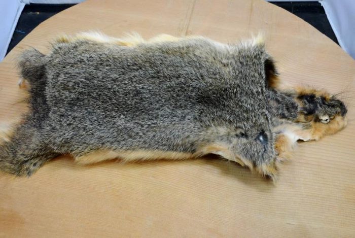 Squirrel Skin