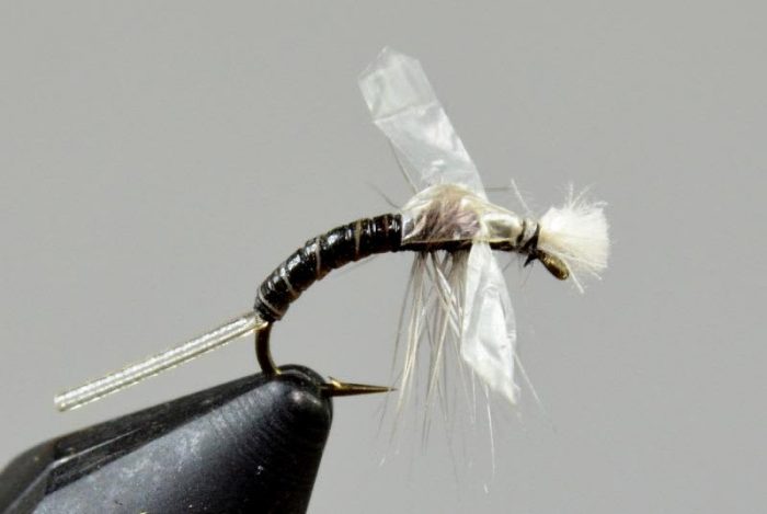 Stalcup's Hatching Midge