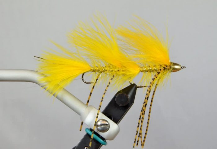 Galloup's Peanut Envy - Mini - Image 5