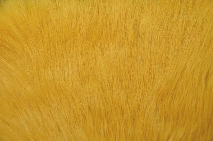 Rabbit Strips