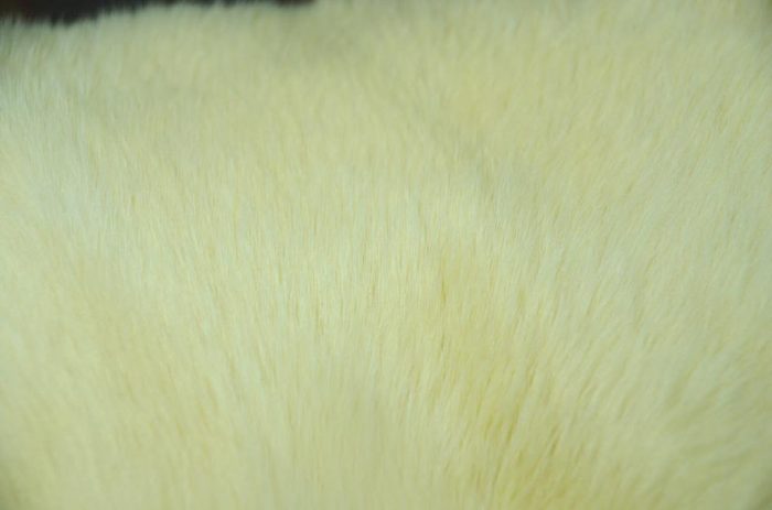 Rabbit Strips