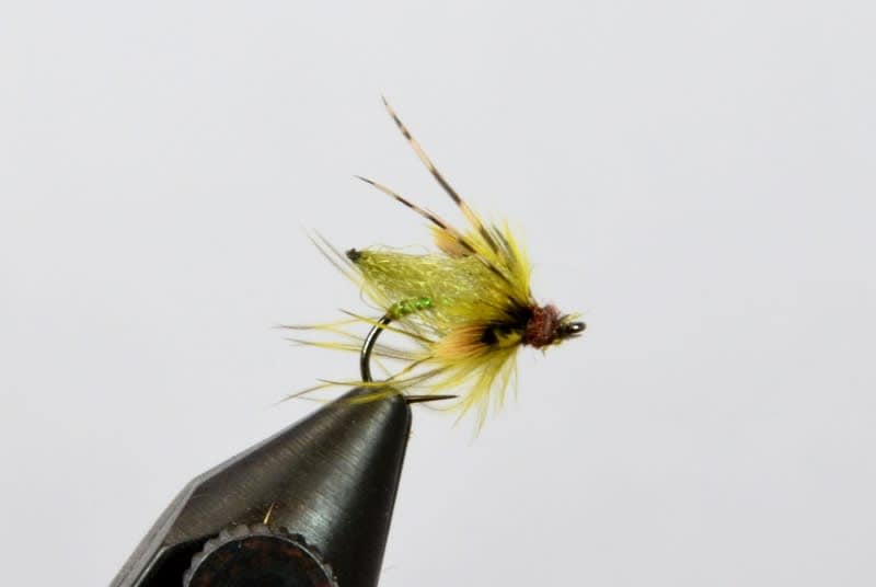 Silvey's Beadhead Primetime Pupa - Galloup's Slide Inn | Flies