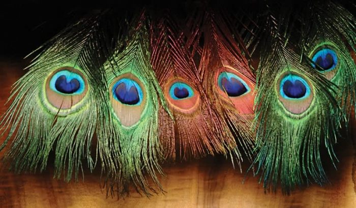 Peacock Eyed Sticks