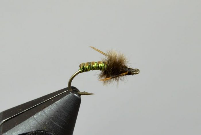 Krueger's Poudre Pupa