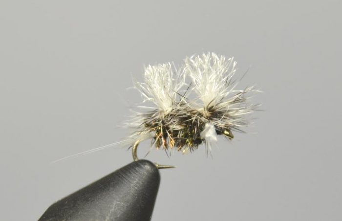 Stalcup's Cluster Midge