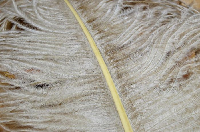 Ostrich Plumes - Image 6