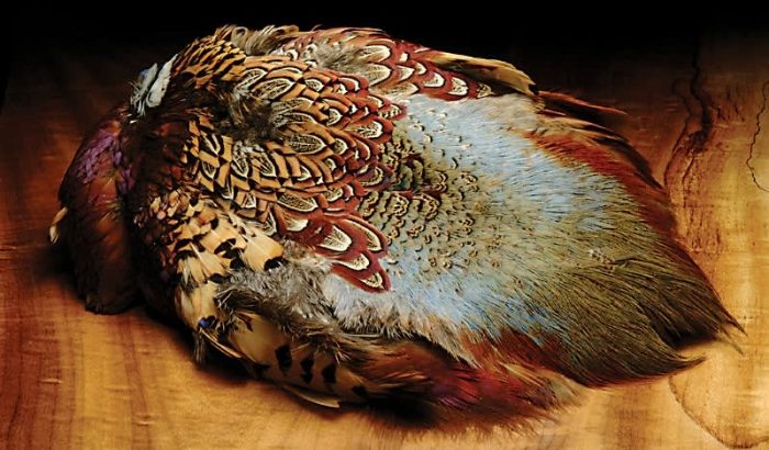 Ringneck Pheasant Skin