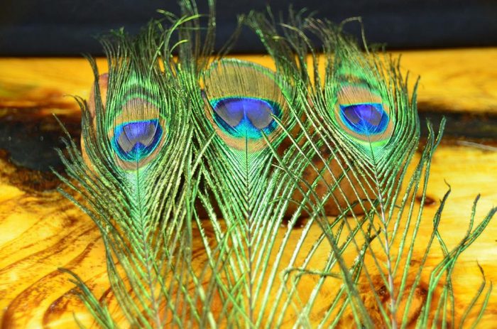 Peacock Eyed Sticks - Image 3