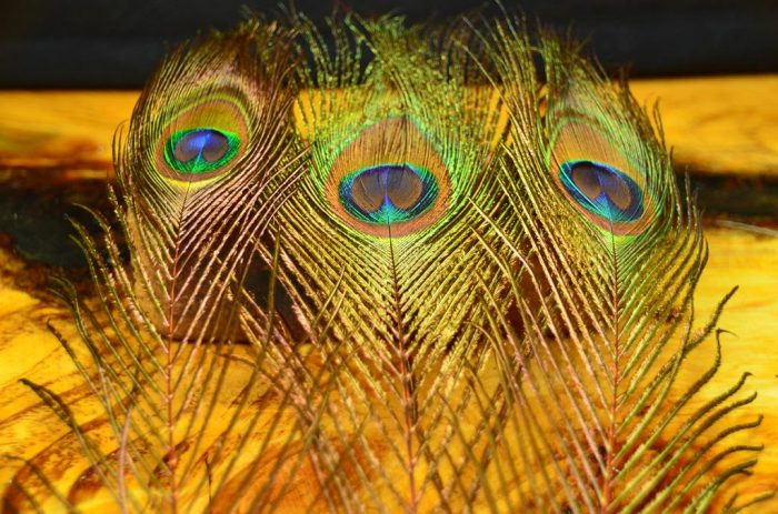 Peacock Eyed Sticks - Image 2