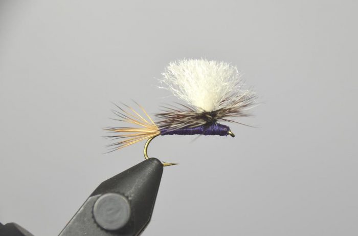 purple haze fly pattern