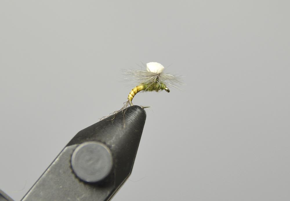 Brooks' Sprout BWO
