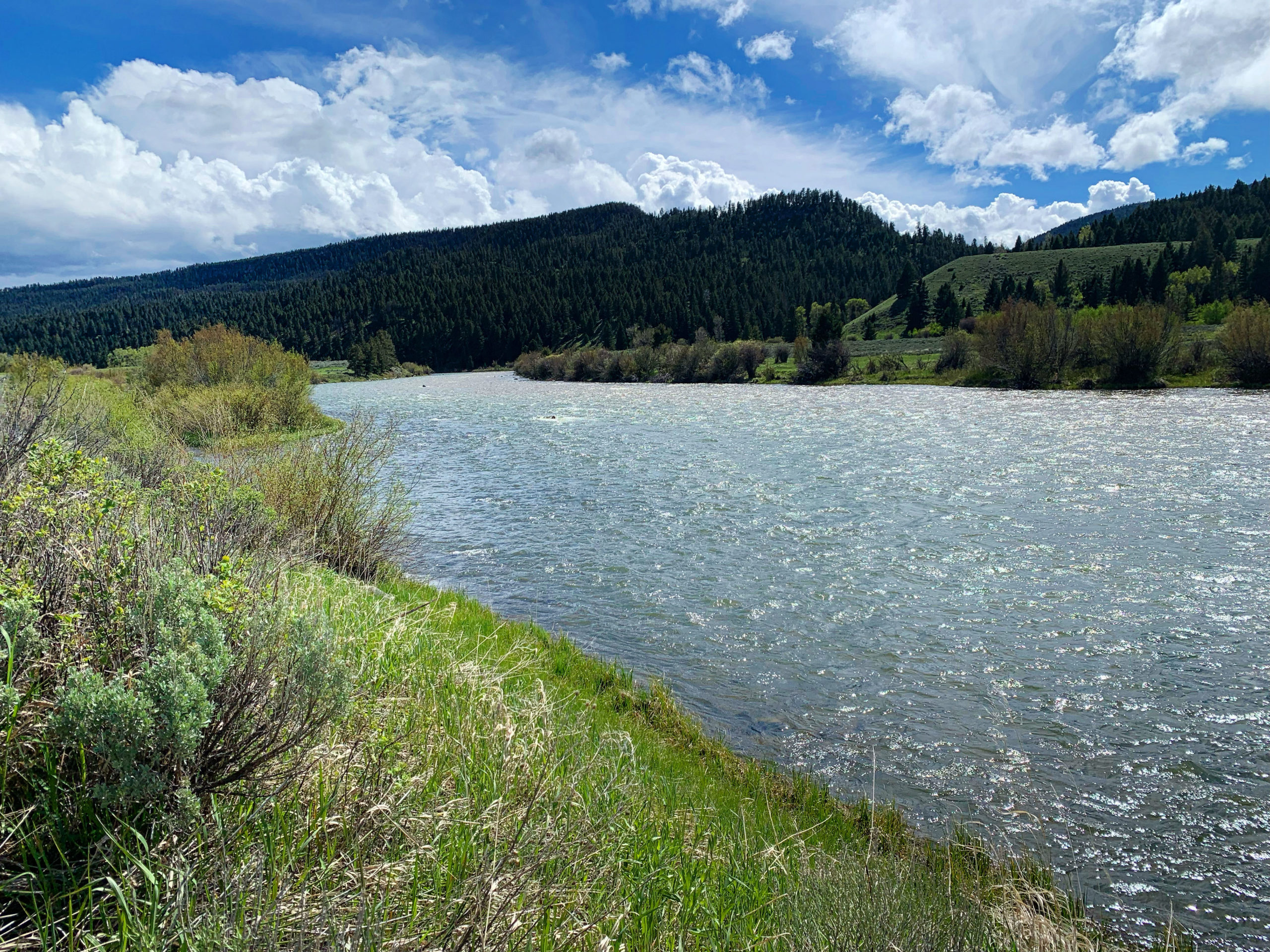 madison river fishing report 6-6-2022