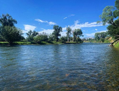 Madison River Fishing Report