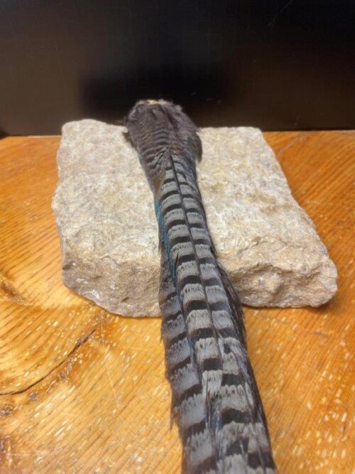 Melanistic Pheasant Tail Clump