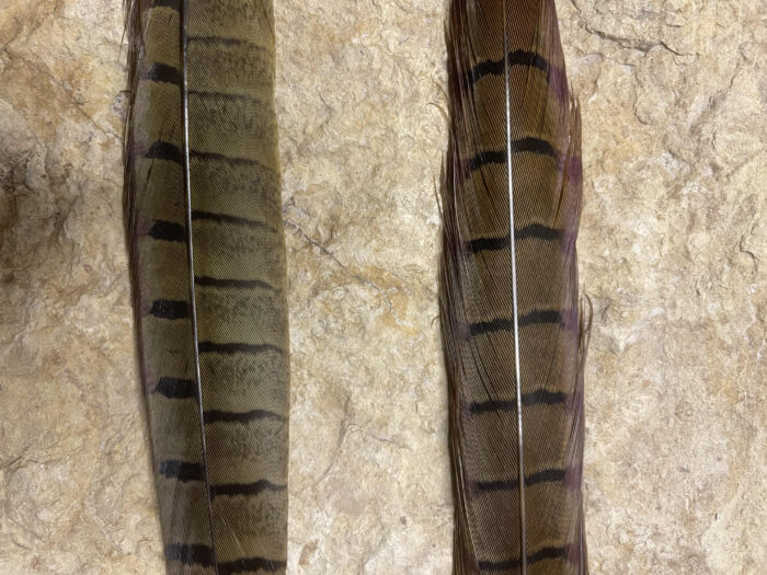 Pheasant Tail Side Feathers