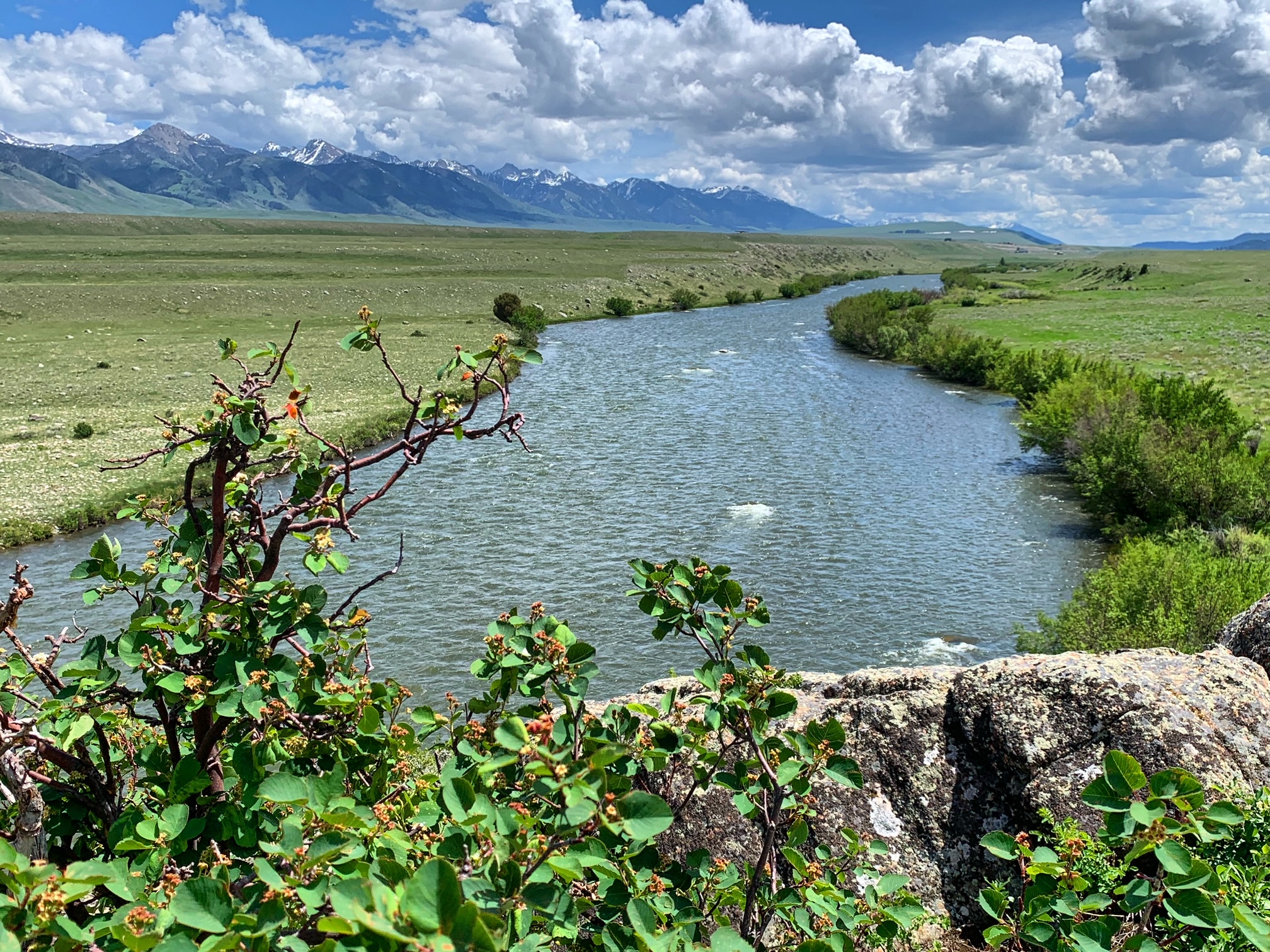 madison River fishing report 6-10-2023