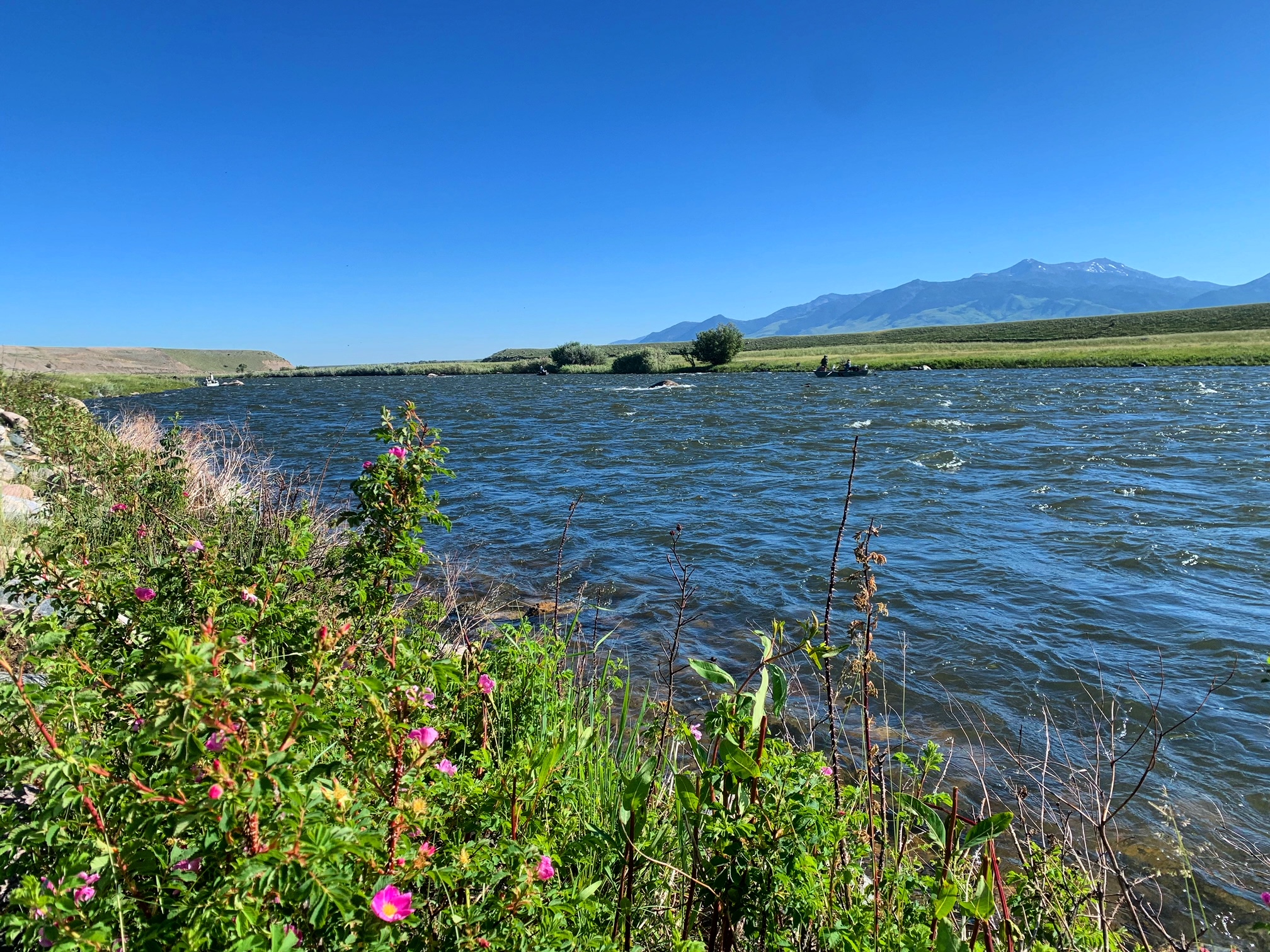 madison river fishing report 7-6-2023