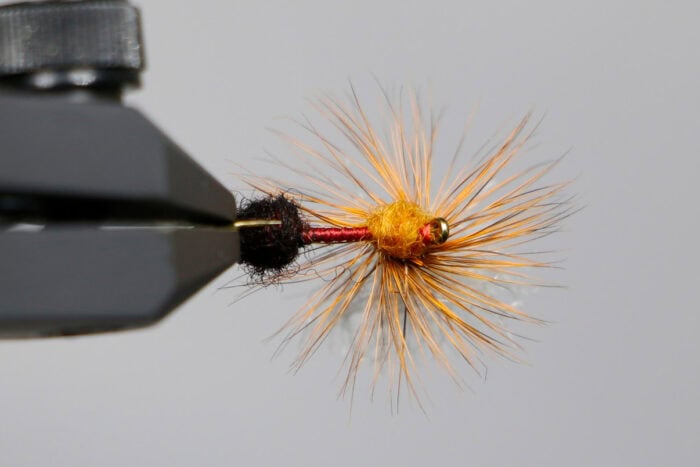 Aarick's Parachute Ant - Image 2
