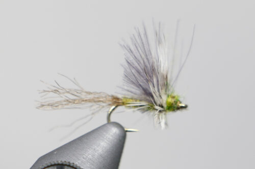 King's Wedgwing BWO