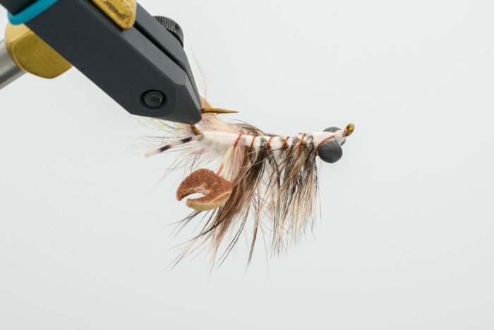 Ritt's Fighting Crawfish - Image 2