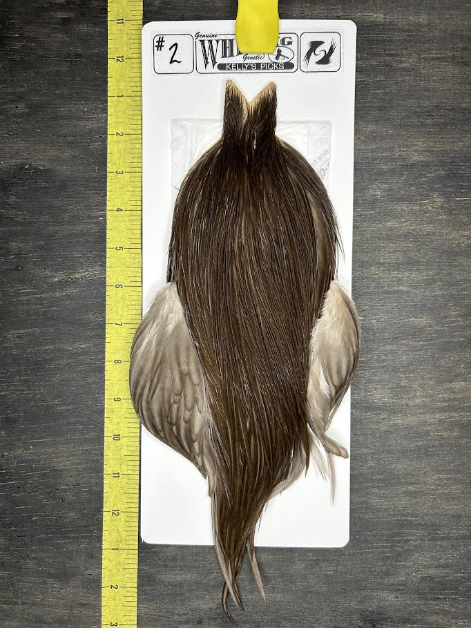 Whiting Cape – Kelly's Picks – Dark Dun #2