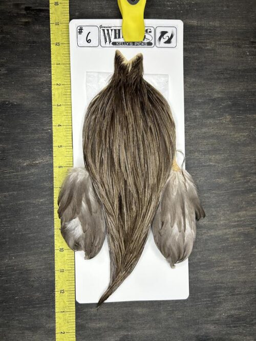 Whiting Cape – Kelly's Picks – Dark Dun #6