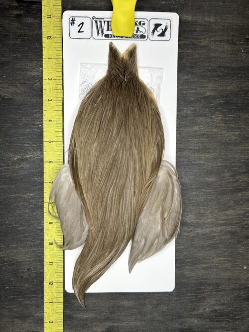 Whiting Cape – Kelly's Picks – Dun #2