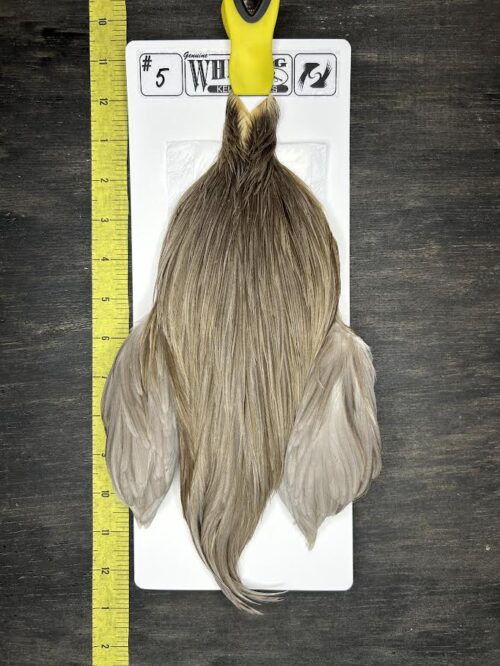 Whiting Cape – Kelly's Picks – Dun #5